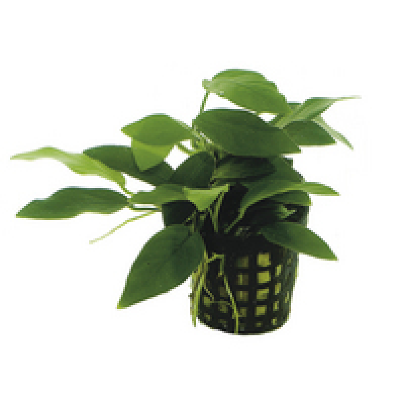 6x Anubias Nana bonzai